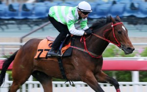 Kiwi Sunrise trials at Sha Tin in December. Photos: Kenneth Chan