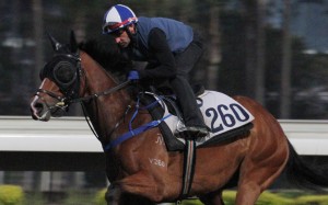 Neil Callan gallops Daring Heart at trackwork on Monday morning. Photo: Kenneth Chan