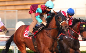 Matthew Chadwick rides Victory Power in a trial. Photo: Kenneth Chan