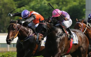 Cruising (left) finishes second to Alcari (right) at Sha Tin on Sunday. Photo: Kenneth Chan