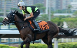 Open House gallops on the all-weather track. Photo: Kenneth Chan