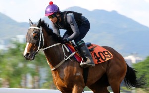 Doctor Geoff gallops on the all-weather track at Sha Tin. Photos: Kenneth Chan