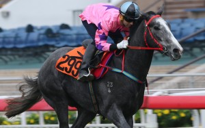 Joao Moreira rides Hot King Prawn in a barrier trial on April 25, 2017. Photos: Kenneth Chan