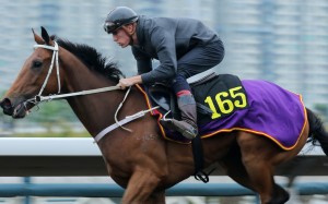 Helene Leadingstar gallops on the all-weather track at Sha Tin earlier this month. Photos: Kenneth Chan