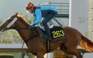 Douglas Whyte steers Sunny Speed during a barrier trial on Tuesday morning. Photos: Kenneth Chan