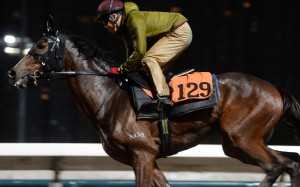 Helene Charisma gallops on the Sha Tin all-weather track earlier this season. Photos: Kenneth Chan