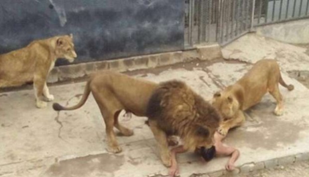 Chile zoo kills lions to protect suicidal man who entered