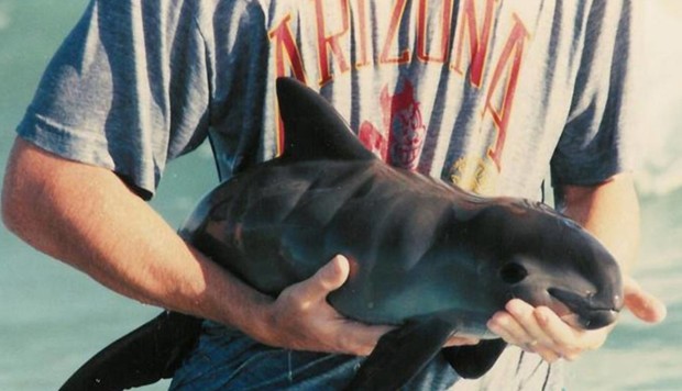 Ambitious Move To Save World s Smallest Porpoise Led By Hong Kong 