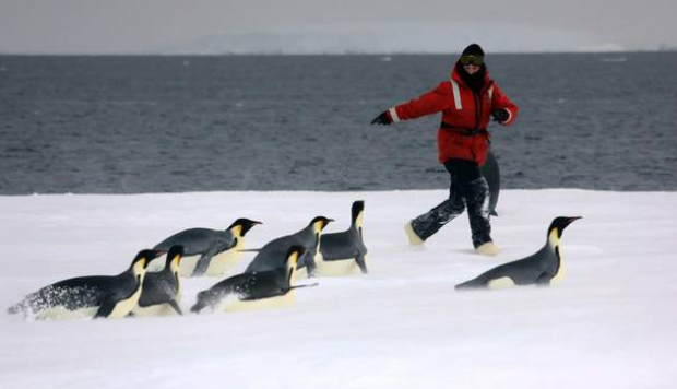 Emperor penguin behaviour is not black and white, say New Zealand