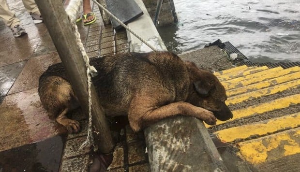 Abandoned dogs fall victim to Typhoon Mangkhut's power as animal