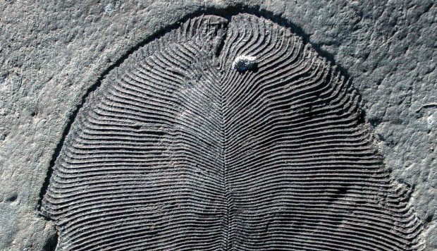 ‘Holy Grail of fossils’: mystery blobs revealed as earliest known animal