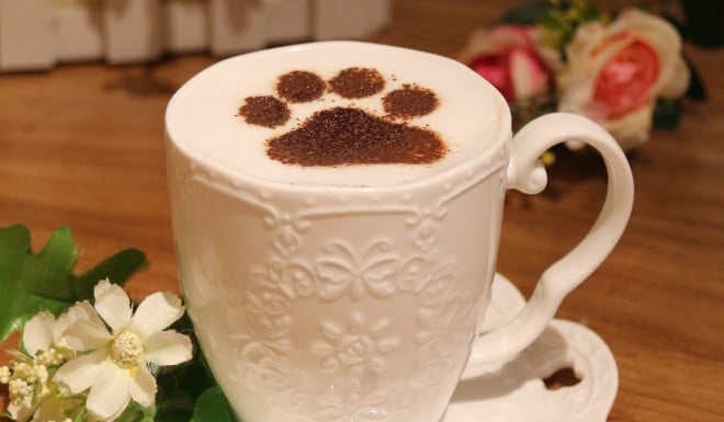 Xi Shuting's cafes offer a range of cat-themed snacks and refreshments