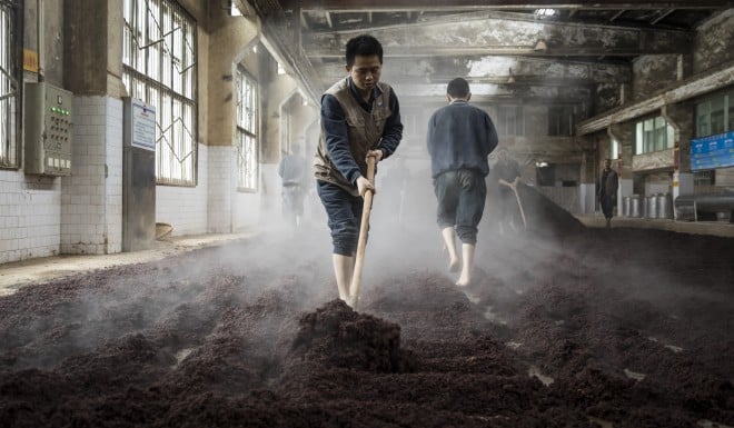 Workers spread out steamed sorghum at a distillery in southwestern China.