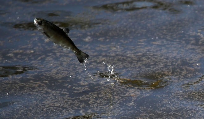 Salmon is becoming increasingly popular in China.