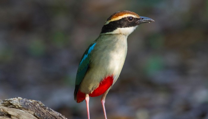 One in 10 Hong Kong bird species at 