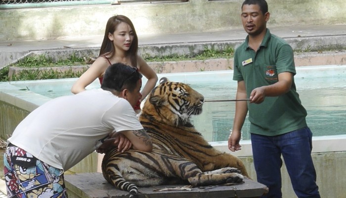 Tiger Selfies Chinese Indian Tourists Lead Cruel Social Media Trend That S Driving Thailand S Captive Wildlife Industry South China Morning Post Tiger kingdom in phuket is one of the most popular destinations for people to visit when in phuket, and for a good reason too. tiger selfies chinese indian tourists