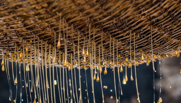 Risking Life Alongside The Himalayan Giant Honey Bee South China Morning Post This could be due to the nepal is rich in honey bee diversity. himalayan giant honey bee