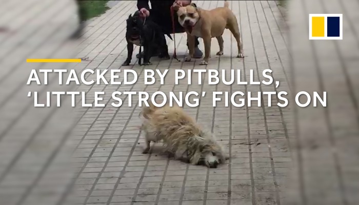 stray dog in china fights