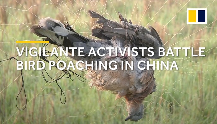 Vigilante animal rights activists battle bird poachers in China | South ...