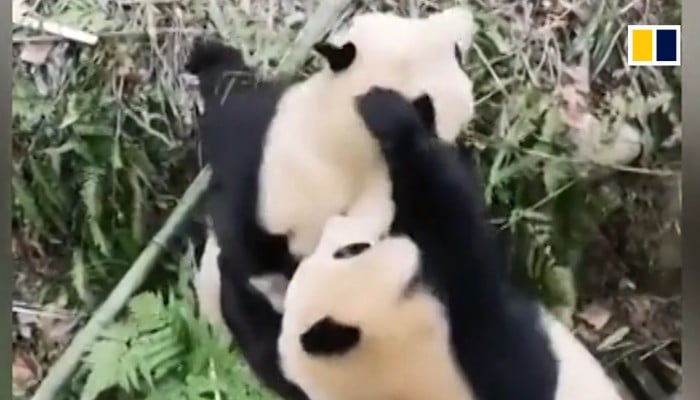 Giant pandas in Hong Kong mate naturally for the first time in a decade | South China Morning Post Giant pandas in Hong Kong mate naturally for the first time in a decade | South China Morning Post