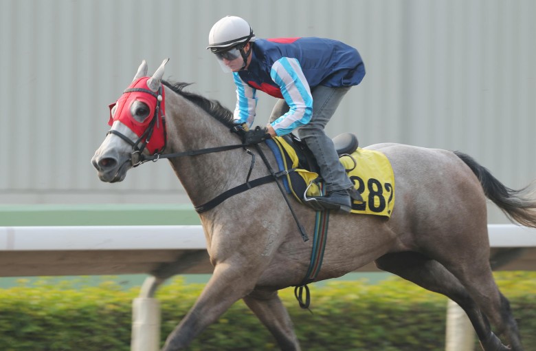 Zac Purton got a feel for Divine Calling in a barrier trial last week.