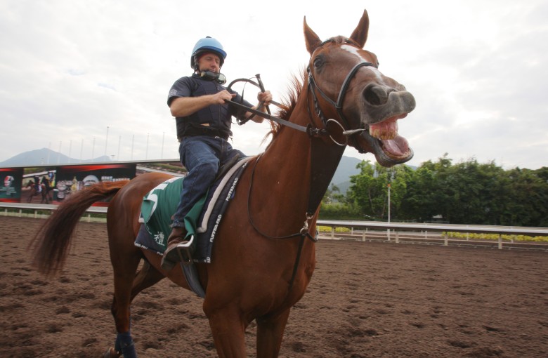 Red Cadeaux on the Sha Tin all-weather track before his first tilt at the Hong Kong Vase in 2011. Photo: Kenneth Chan