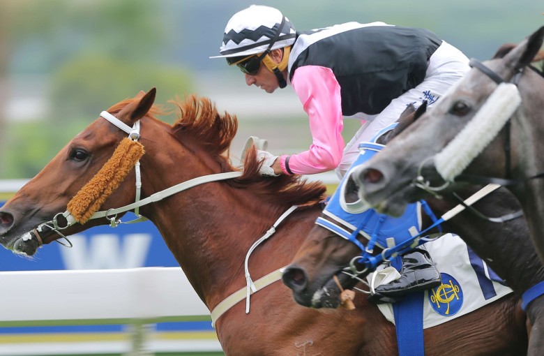 Magical Beauty has not been looking particularly genuine in the concluding stages in recent starts, but he still looks a reliable banker in the final leg of the Triple Trio. Photo: Kenneth Chan