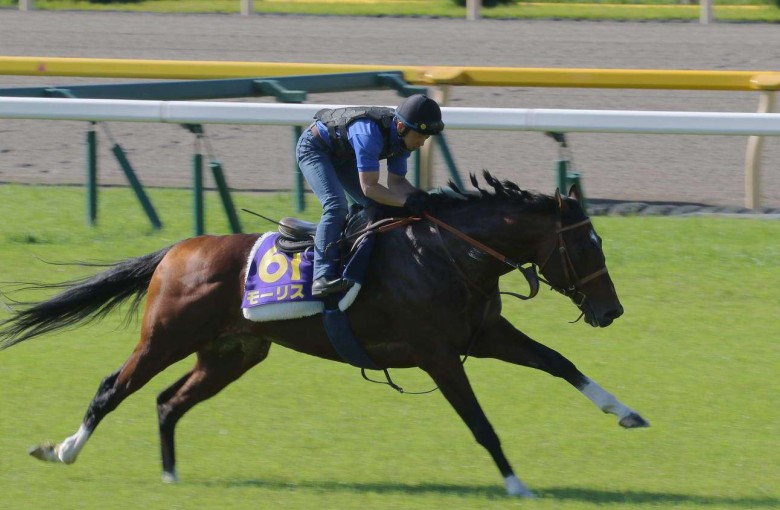 Maurice looked in good condition and his handler said he would be at 100 per cent given another week. Photos: Kenneth Chan