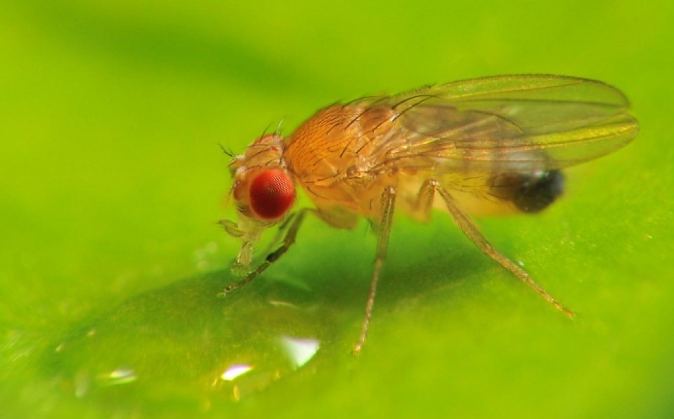 Learning from fruit flies | South China Morning Post