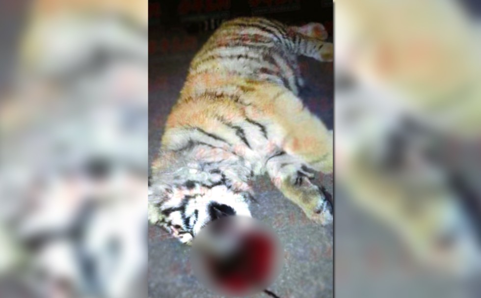 Chinese officials fined for keeping tigers as pets after one leapt to