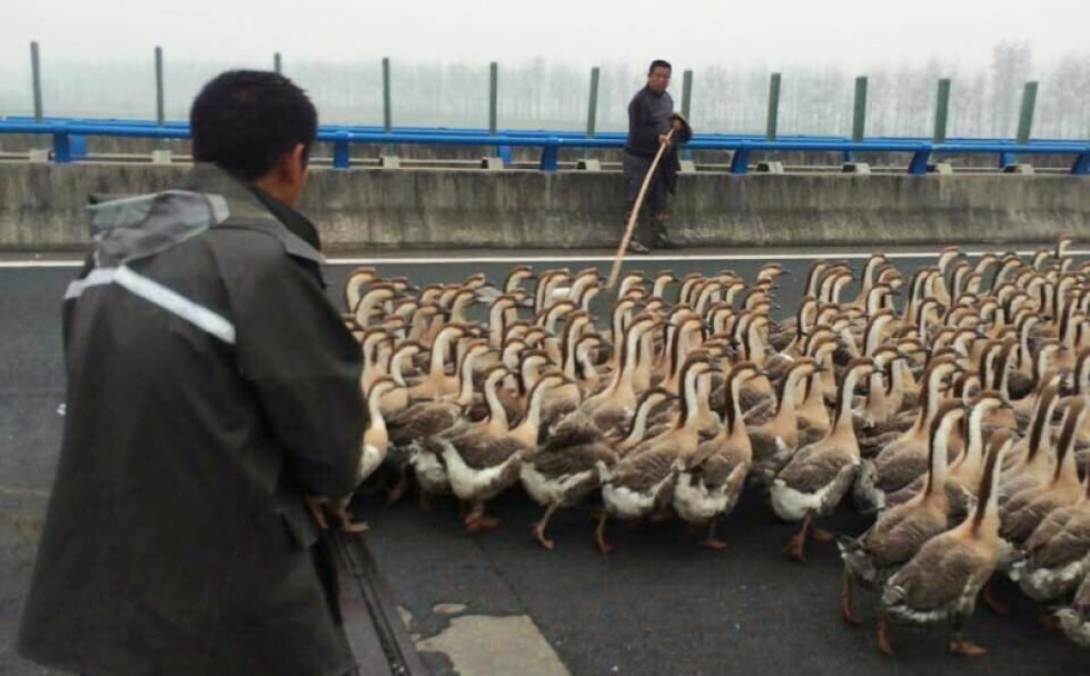 Police in a flap after farmers take 1,300 geese on ‘shortcut’ along