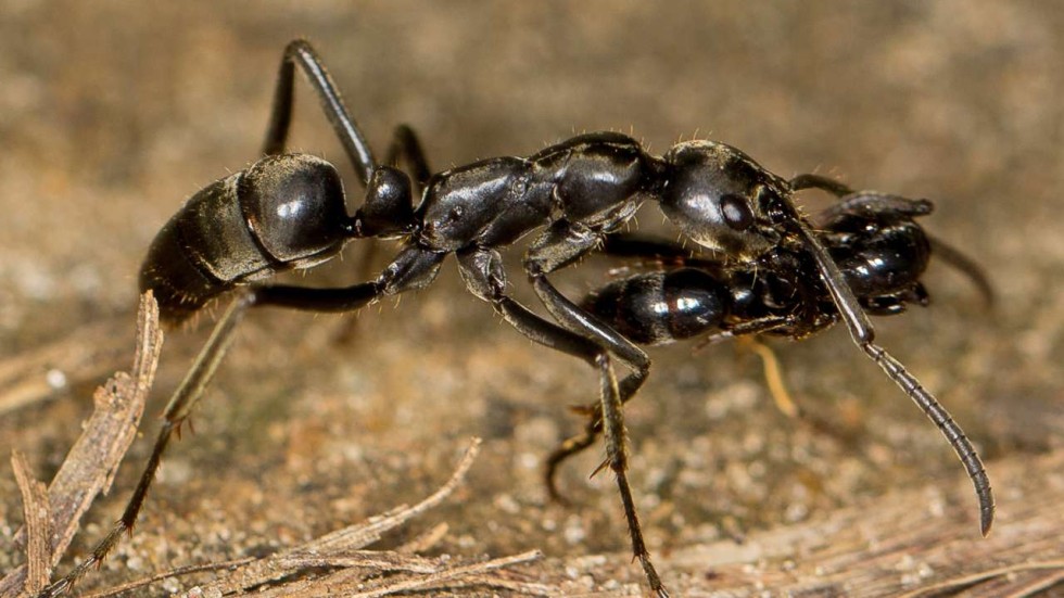 This warrior ant is rescuing a wounded comrade, in humanlike battle