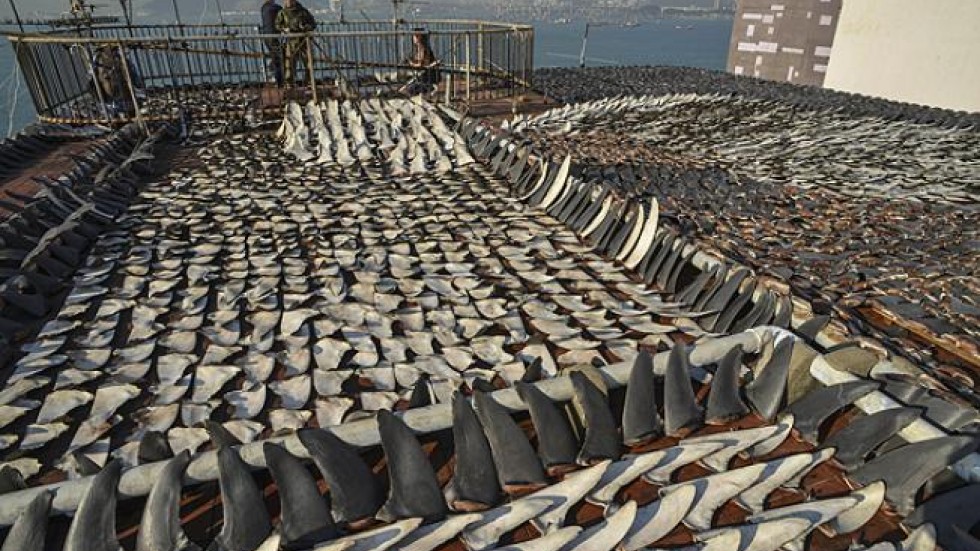 Outrage over shark fin rooftop South China Morning Post Outrage over shark fin rooftop South China Morning Post