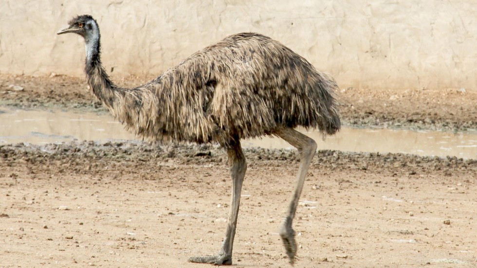 Emu Oil Traditional Healing Treatment For Aborigines Wins New Converts Emu Oil Traditional Healing Treatment For Aborigines Wins New Converts
