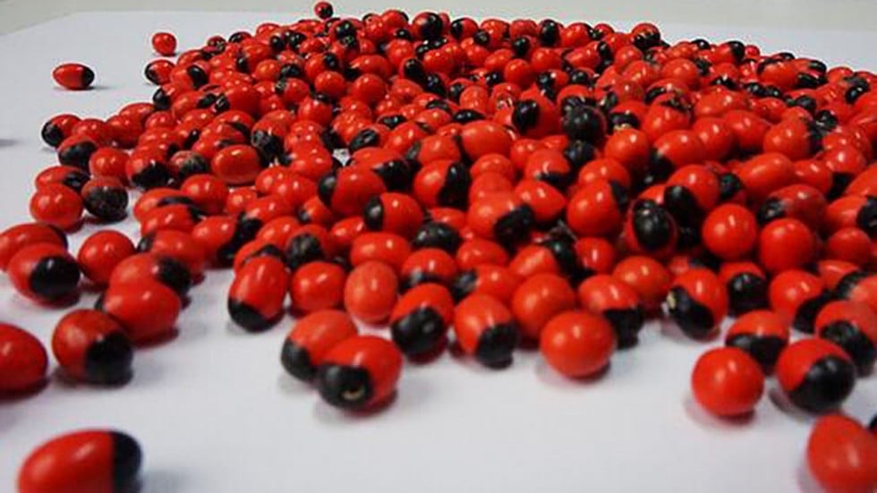 Pretty but deadly Chinese customs officers stop traveller returning from Ethiopia with bag of