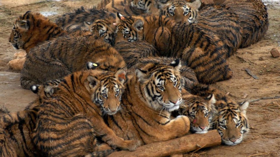 Cautious welcome for amendment to China’s wildlife protection law
