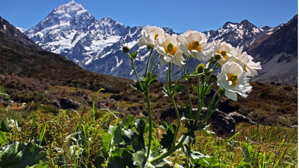 Image result for climate change new zealand