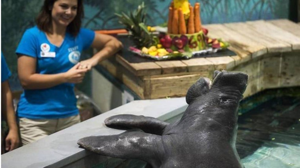 oh the huge manatee snooty world s oldest sea cow dies in