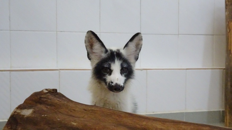 future of rare fox found in hong kong uncertain as ocean park and