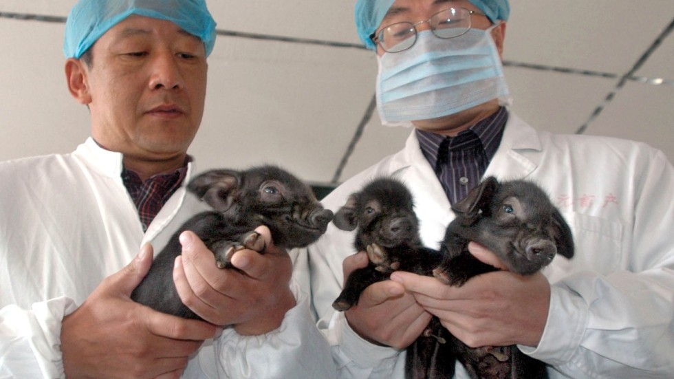 Chinese scientists say they’re close to trials transplanting pig organs
