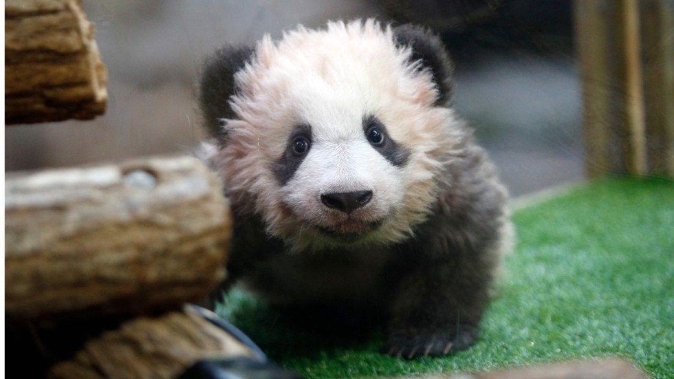 france s baby panda gets a fitting name announced by first lady