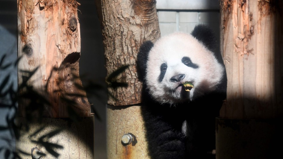 Xiang Xiang the ‘auspicious’ cuddly panda cub makes public debut at