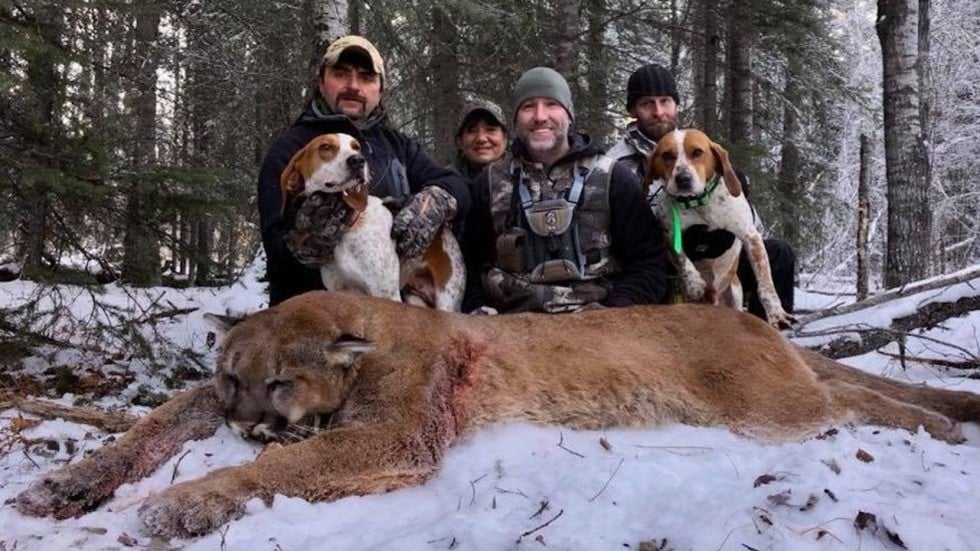 Canadian TV host Steve Ecklund killed a cougar for a stir ...