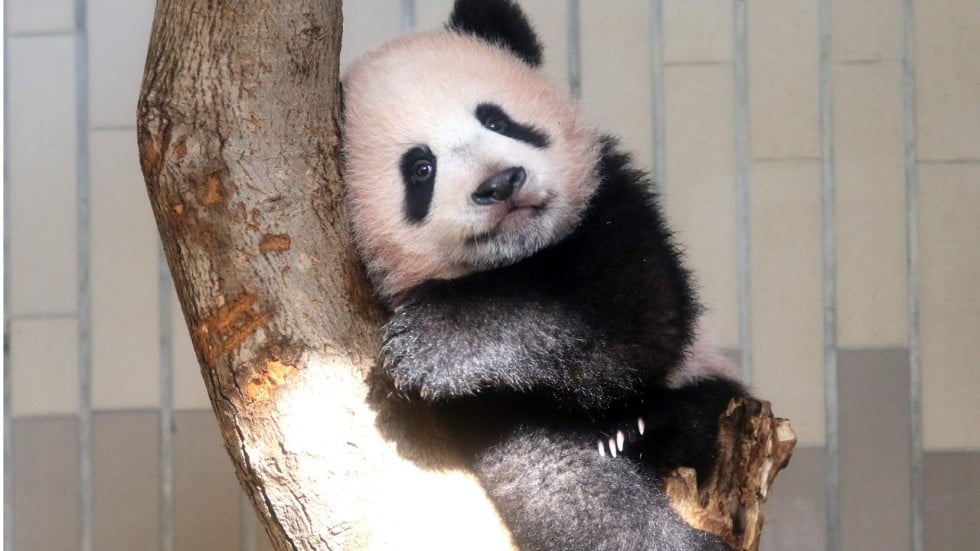 japan s latest overtime example xiang xiang the panda cub to work