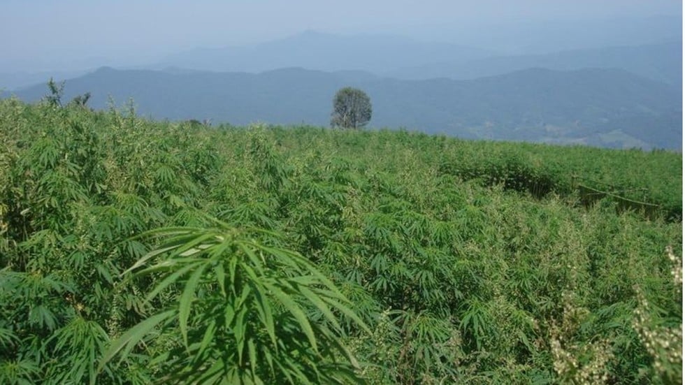 Image result for a hemp farm in yunnan