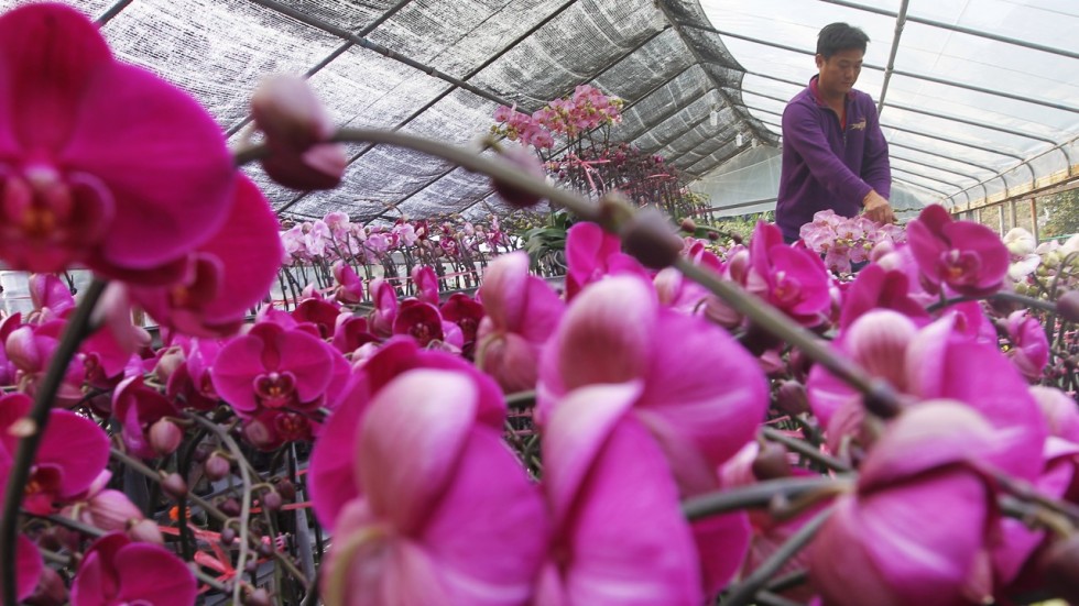 Why flowers in Hong Kong possess cultural and medicinal power South