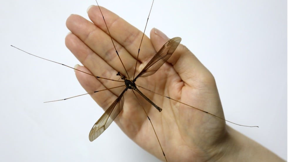 ‘World’s biggest’ mosquito with 11cm wing span found in ...