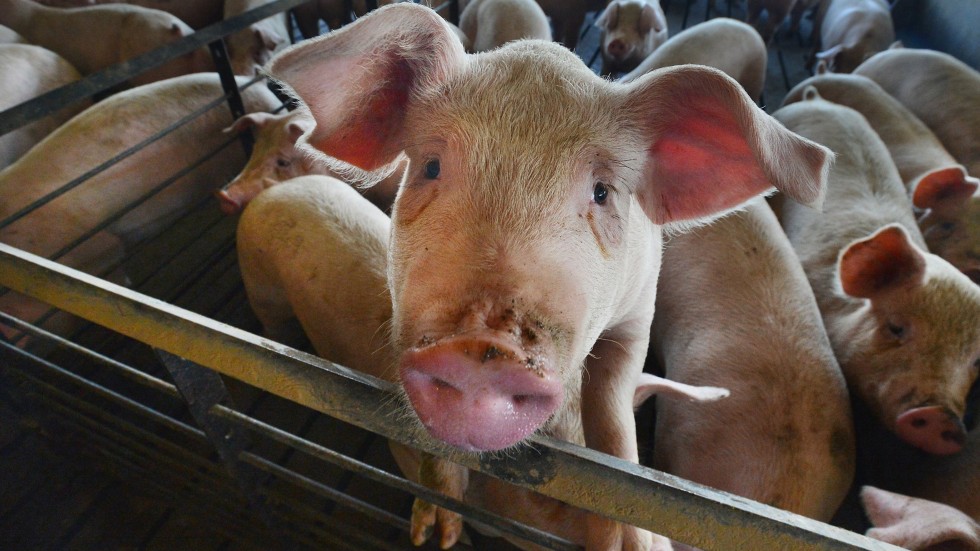 Dead pig found on Hong Kong beach amid African swine fever 