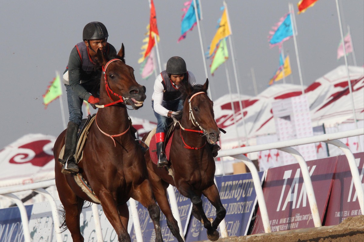 Flags fly as a couple of the entrants are given a workout at the Hohhot track ahead of the landmark race meeting. Photo: David Wong
