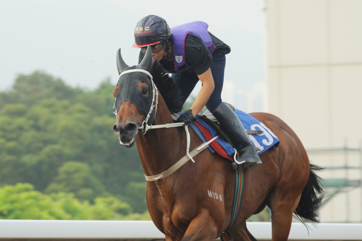 Bullish Champion found only Same World too good last time and has continued to catch the eye from the training tracks for raceday rider Matthew Chadwick. Photo: Kenneth Chan 